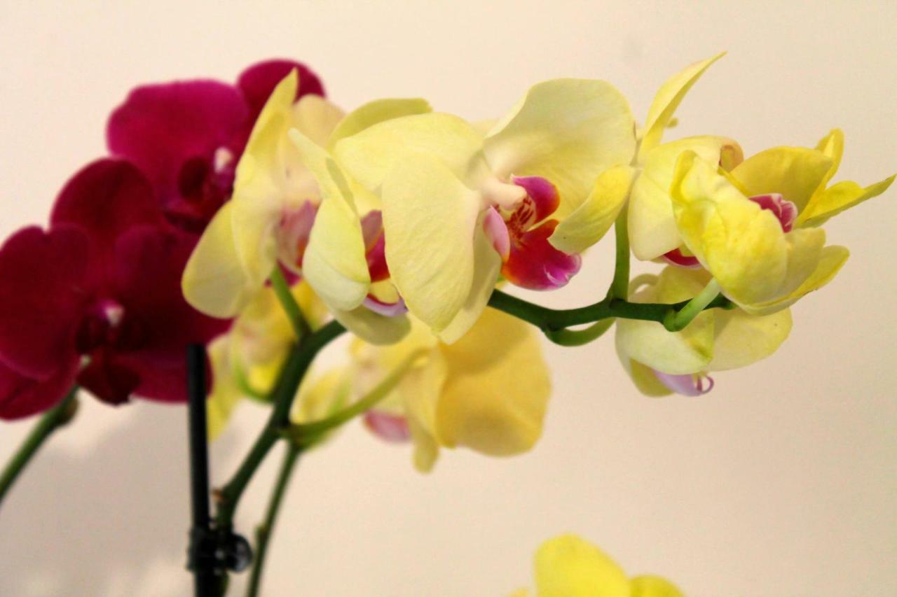 B&B Le Orchidee Альгеро Екстер'єр фото